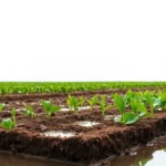 Aportación de la desalación y reutilización de agua en agricultura